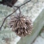 Agastache rugosa Frucht