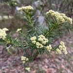 Ozothamnus diosmifolius Листок