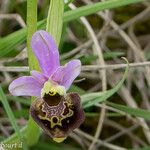 Ophrys fuciflora മറ്റ്