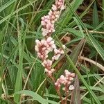 Persicaria decipiens 花