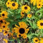 Rudbeckia trilobaLeaf