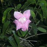 Cydista aequinoctialis Цвят