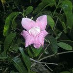 Cydista aequinoctialis Flower