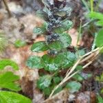 Ajuga reptansFolha