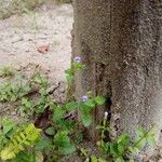 Torenia crustacea Blad