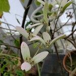 Congea tomentosa Flower