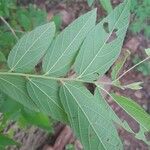 Grewia flavescens Leaf