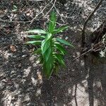 Ixanthus viscosus Hoja