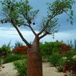 Adansonia za Φλοιός