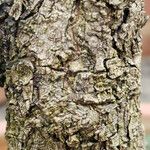 Pouteria campechiana Bark