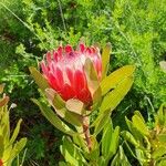 Protea caffra Kvet