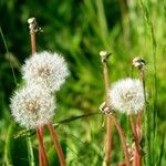 Taraxacum rubicundum Fula