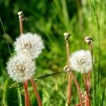 Taraxacum rubicundum 花