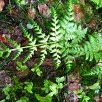 Dryopteris dilatata ഇല