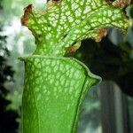 Sarracenia leucophylla 葉