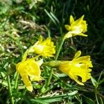 Narcissus cuneiflorus Kwiat
