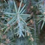 Juniperus oxycedrus Лист