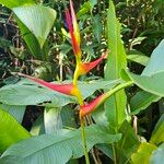 Heliconia latispatha Blüte