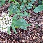 Valeriana tripteris花