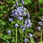 Hyacinthoides × massartianaFleur