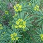 Euphorbia dendroides Flower