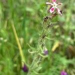 Silene gallica Blüte