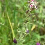 Silene gallica Blomma