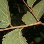 Gouania velutina Leaf