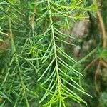 Ricinocarpos pinifolius Blad