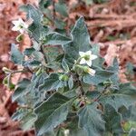 Solanum villosum आदत