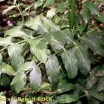 Sium latifolium Otro