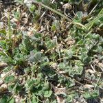 Medicago littoralis Blad