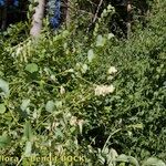 Vicia pisiformis Habit