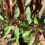 Mangifera indica Blatt