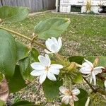 Jasminum multiflorum Floare