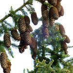 Picea abies Плод