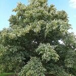 Tilia japonica Habit