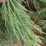 Sequoiadendron giganteum Leaf