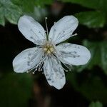 Rubus pedatus 花