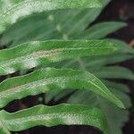 Blechnum appendiculatum Leaf