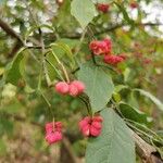 Euonymus latifoliusFrukt