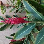 Alpinia purpurata Blatt