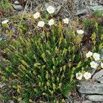 Cistus umbellatus Plante entière