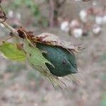 Gossypium hirsutum Fruit