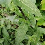 Salvia nemorosa Frunză