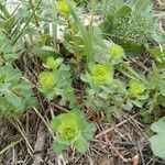 Euphorbia helioscopiaFoglia