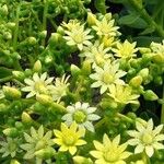 Aeonium × burchardii Floare