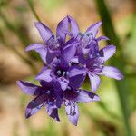 Gilia achilleifolia Λουλούδι