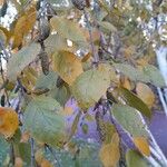 Betula utilis Лист