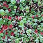 Salix herbacea Celota